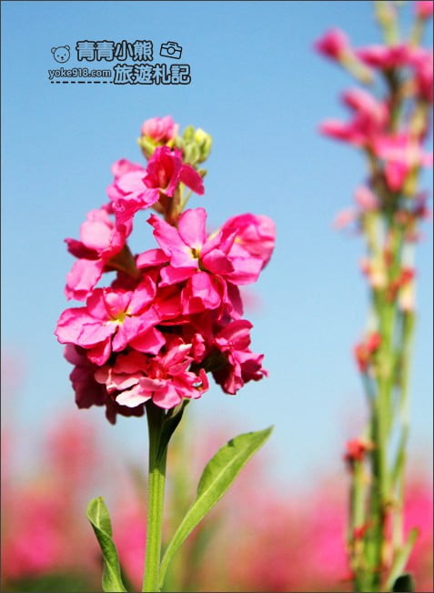 彰化北斗景點》紫羅蘭花田秘境．漸層花海好迷人(3/19即將收割，請勿再前往) @青青小熊＊旅遊札記