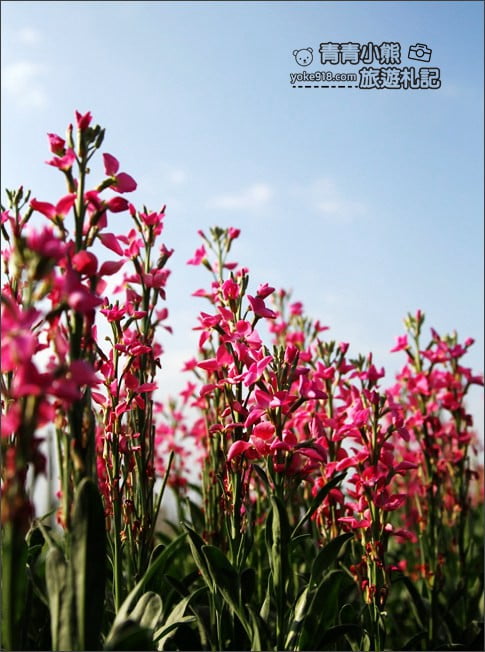 彰化北斗景點》紫羅蘭花田秘境．漸層花海好迷人(3/19即將收割，請勿再前往) @青青小熊＊旅遊札記