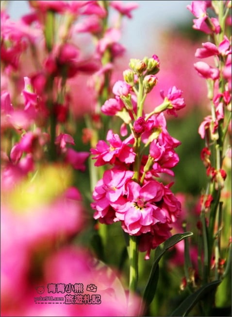 彰化北斗景點》紫羅蘭花田秘境．漸層花海好迷人(3/19即將收割，請勿再前往) @青青小熊＊旅遊札記