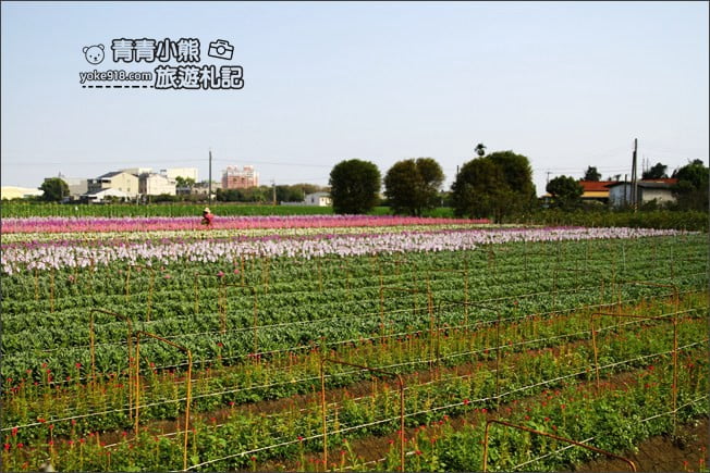 彰化北斗景點》紫羅蘭花田秘境．漸層花海好迷人(3/19即將收割，請勿再前往) @青青小熊＊旅遊札記