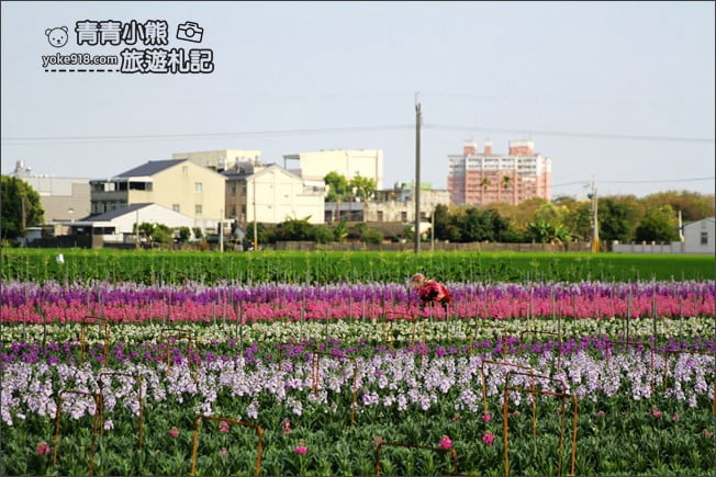彰化北斗景點》紫羅蘭花田秘境．漸層花海好迷人(3/19即將收割，請勿再前往) @青青小熊＊旅遊札記