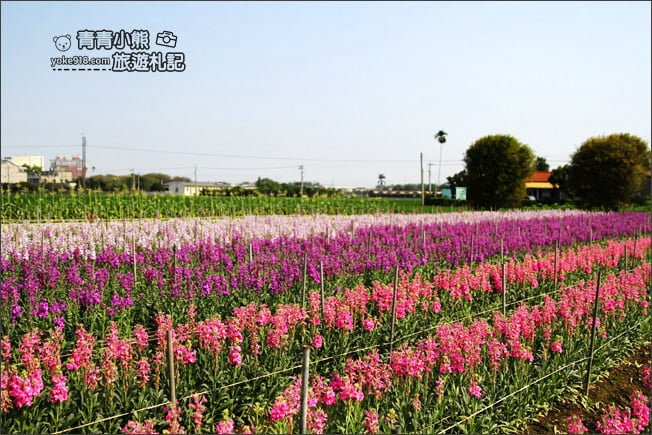 彰化北斗景點》紫羅蘭花田秘境．漸層花海好迷人(3/19即將收割，請勿再前往) @青青小熊＊旅遊札記