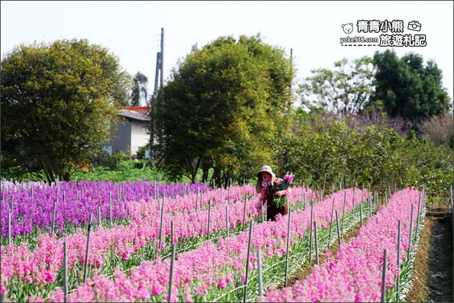 彰化北斗景點》紫羅蘭花田秘境．漸層花海好迷人(3/19即將收割，請勿再前往) @青青小熊＊旅遊札記