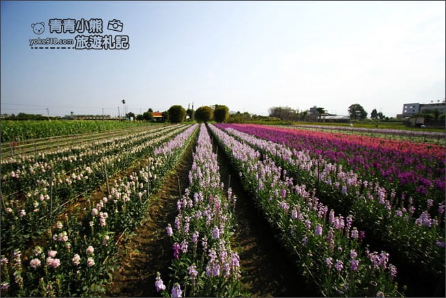 彰化北斗景點》紫羅蘭花田秘境．漸層花海好迷人(3/19即將收割，請勿再前往) @青青小熊＊旅遊札記
