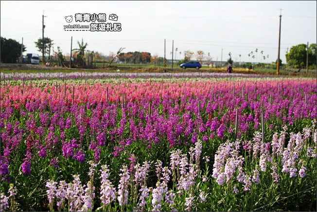 彰化北斗景點》紫羅蘭花田秘境．漸層花海好迷人(3/19即將收割，請勿再前往) @青青小熊＊旅遊札記