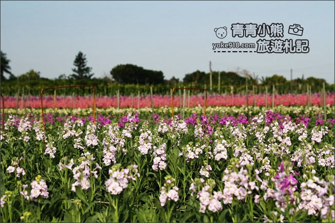 彰化北斗景點》紫羅蘭花田秘境．漸層花海好迷人(3/19即將收割，請勿再前往) @青青小熊＊旅遊札記