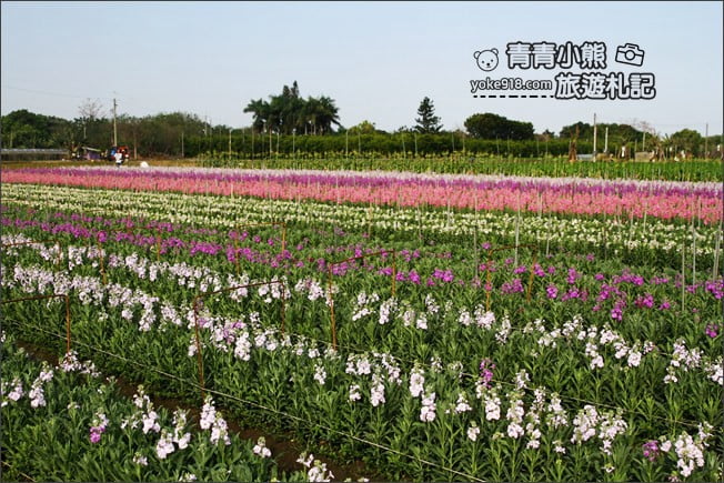 彰化北斗景點》紫羅蘭花田秘境．漸層花海好迷人(3/19即將收割，請勿再前往) @青青小熊＊旅遊札記