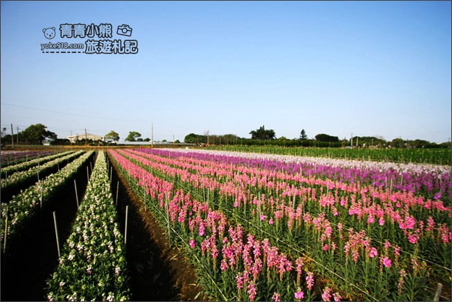 彰化北斗景點》紫羅蘭花田秘境．漸層花海好迷人(3/19即將收割，請勿再前往) @青青小熊＊旅遊札記