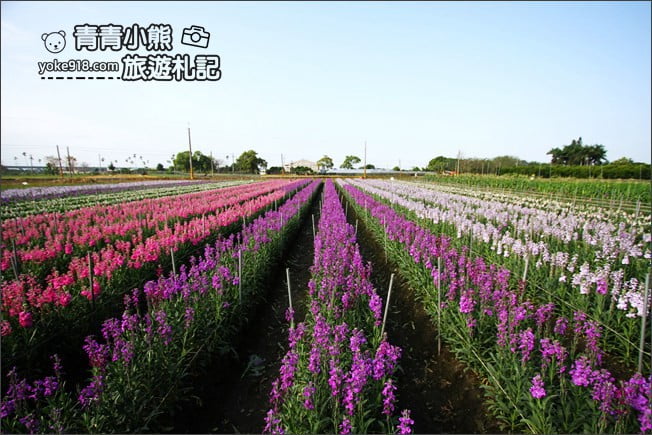 彰化北斗景點》紫羅蘭花田秘境．漸層花海好迷人(3/19即將收割，請勿再前往) @青青小熊＊旅遊札記