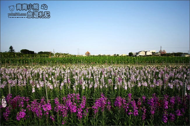 彰化北斗景點》紫羅蘭花田秘境．漸層花海好迷人(3/19即將收割，請勿再前往) @青青小熊＊旅遊札記