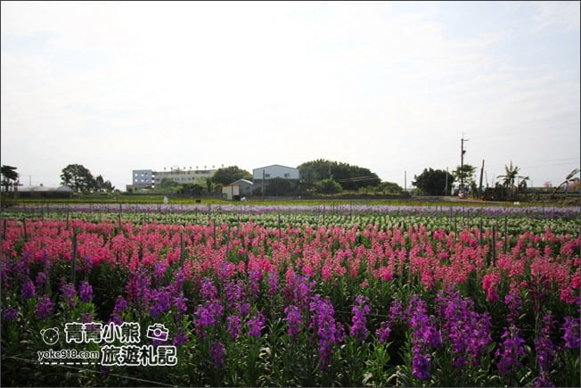 彰化北斗景點》紫羅蘭花田秘境．漸層花海好迷人(3/19即將收割，請勿再前往) @青青小熊＊旅遊札記