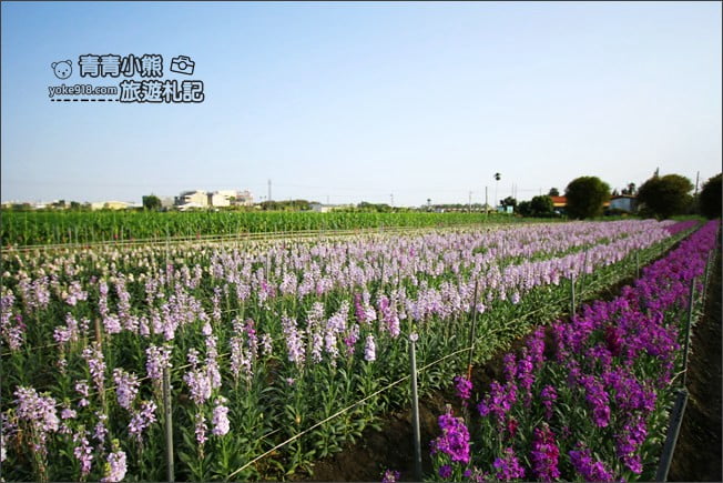彰化北斗景點》紫羅蘭花田秘境．漸層花海好迷人(3/19即將收割，請勿再前往) @青青小熊＊旅遊札記