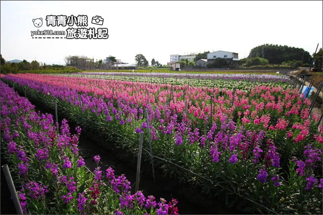彰化北斗景點》紫羅蘭花田秘境．漸層花海好迷人(3/19即將收割，請勿再前往) @青青小熊＊旅遊札記