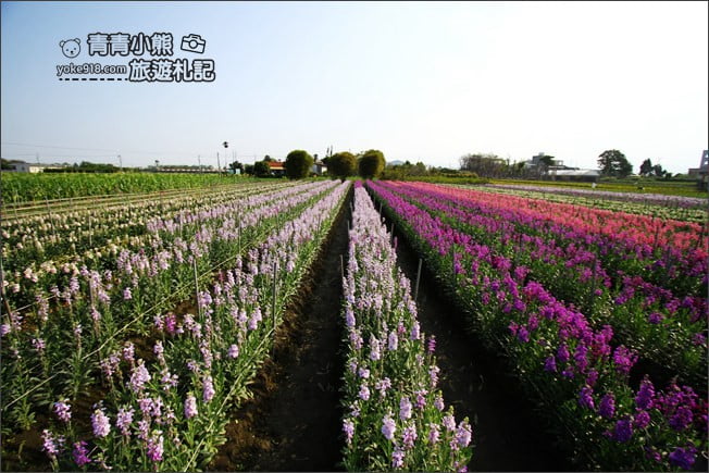 彰化北斗景點》紫羅蘭花田秘境．漸層花海好迷人(3/19即將收割，請勿再前往) @青青小熊＊旅遊札記