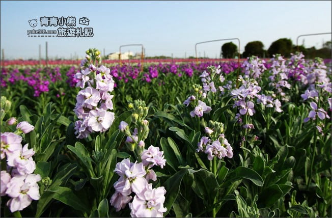 彰化北斗景點》紫羅蘭花田秘境．漸層花海好迷人(3/19即將收割，請勿再前往) @青青小熊＊旅遊札記