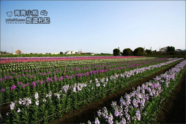 彰化北斗景點》紫羅蘭花田秘境．漸層花海好迷人(3/19即將收割，請勿再前往) @青青小熊＊旅遊札記