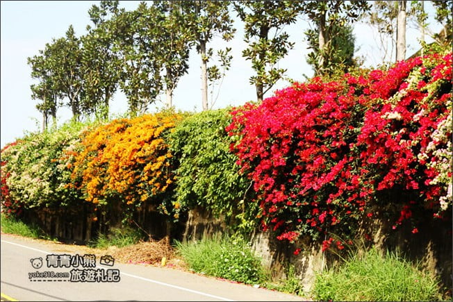 彰化景點》七彩九重葛&禾家牧場~139縣道上的季節限定九重葛 @青青小熊*旅遊札記 彰化景點》七彩九重葛&禾家牧場~139縣道上的季節限定九重葛 @青青小熊*旅遊札記