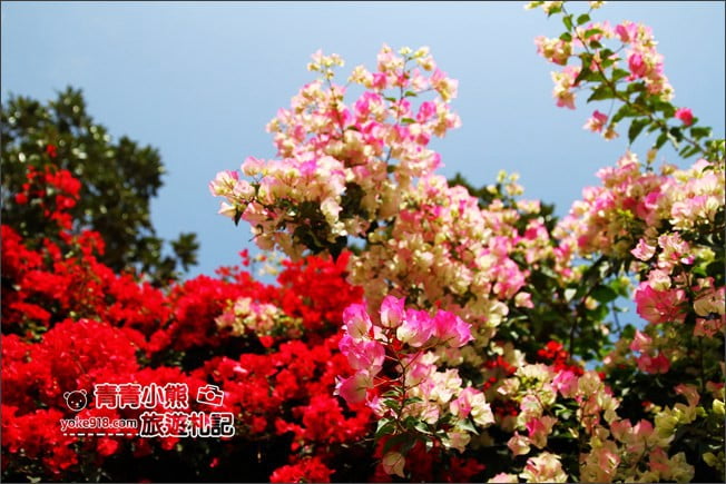彰化景點》七彩九重葛&禾家牧場~139縣道上的季節限定九重葛 @青青小熊*旅遊札記 彰化景點》七彩九重葛&禾家牧場~139縣道上的季節限定九重葛 @青青小熊*旅遊札記