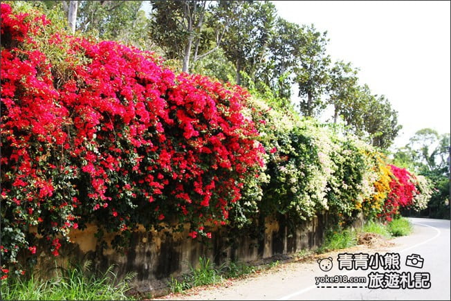 彰化景點》七彩九重葛&禾家牧場~139縣道上的季節限定九重葛 @青青小熊*旅遊札記 彰化景點》七彩九重葛&禾家牧場~139縣道上的季節限定九重葛 @青青小熊*旅遊札記