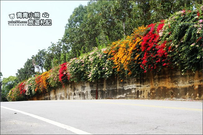 彰化景點》七彩九重葛&禾家牧場~139縣道上的季節限定九重葛 @青青小熊*旅遊札記 彰化景點》七彩九重葛&禾家牧場~139縣道上的季節限定九重葛 @青青小熊*旅遊札記