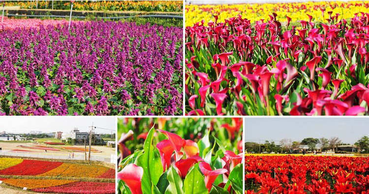 桃園景點》桃園彩色海芋盛開中~夢幻海芋花田散步去 @青青小熊＊旅遊札記