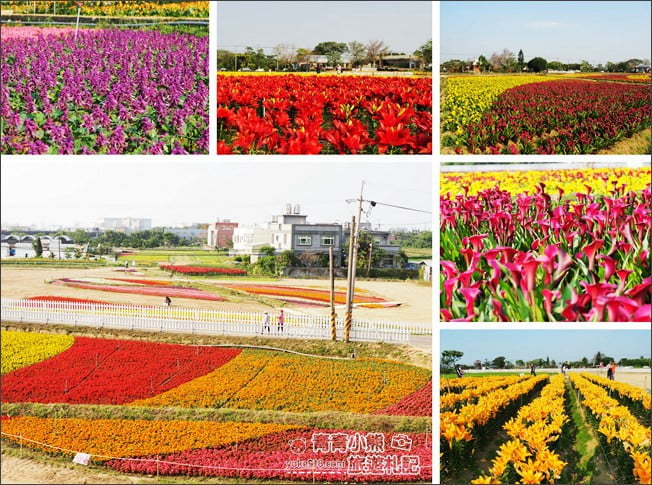 桃園景點》桃園彩色海芋盛開中~夢幻海芋花田散步去 @青青小熊＊旅遊札記