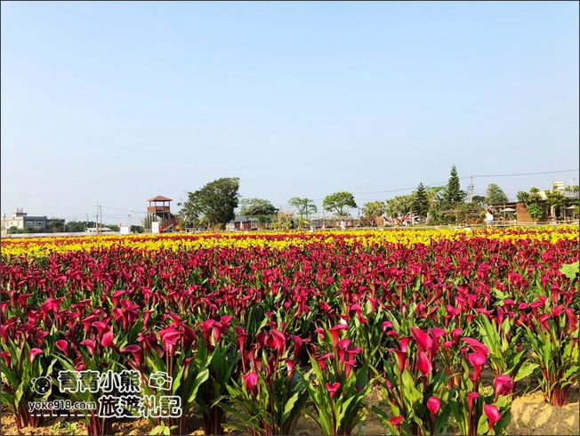 桃園景點》桃園彩色海芋盛開中~夢幻海芋花田散步去 @青青小熊＊旅遊札記