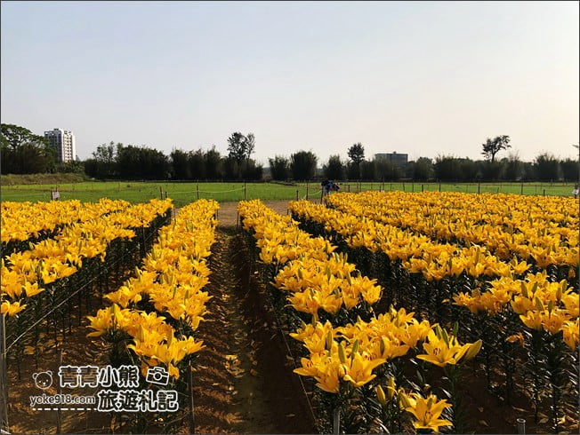 桃園景點》桃園彩色海芋盛開中~夢幻海芋花田散步去 @青青小熊＊旅遊札記