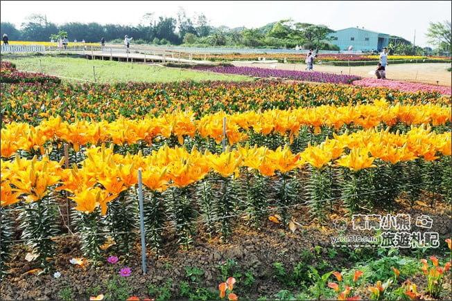 桃園景點》桃園彩色海芋盛開中~夢幻海芋花田散步去 @青青小熊＊旅遊札記