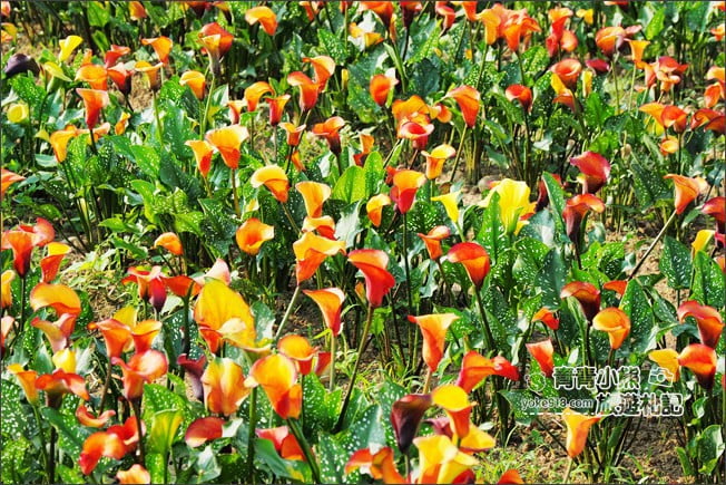 桃園景點》桃園彩色海芋盛開中~夢幻海芋花田散步去 @青青小熊＊旅遊札記