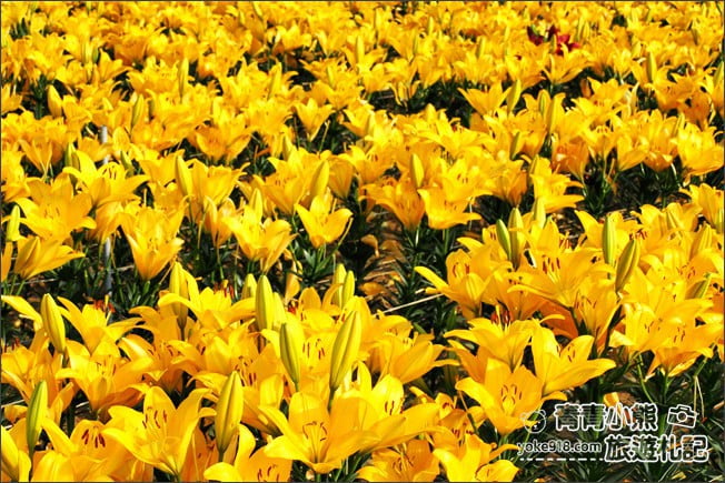 桃園景點》桃園彩色海芋盛開中~夢幻海芋花田散步去 @青青小熊＊旅遊札記