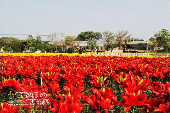 桃園景點》桃園彩色海芋盛開中~夢幻海芋花田散步去 @青青小熊＊旅遊札記