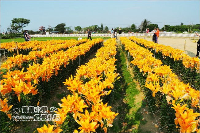 桃園景點》桃園彩色海芋盛開中~夢幻海芋花田散步去 @青青小熊＊旅遊札記