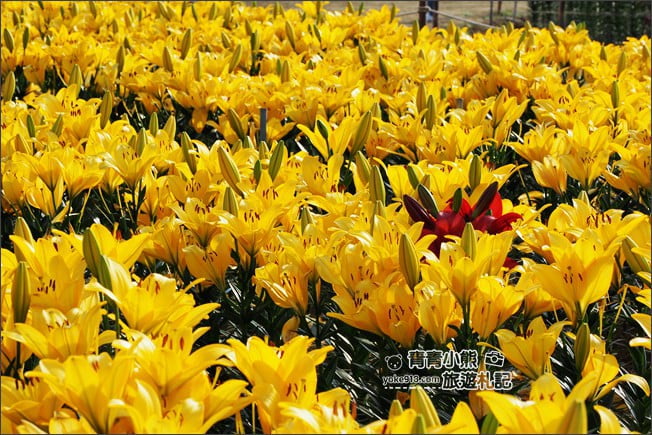 桃園景點》桃園彩色海芋盛開中~夢幻海芋花田散步去 @青青小熊＊旅遊札記