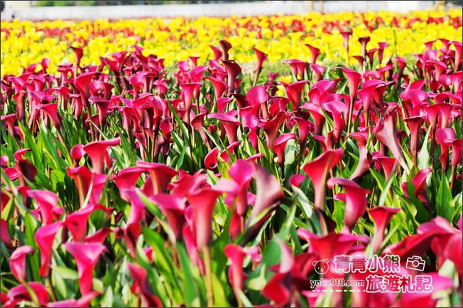 桃園景點》桃園彩色海芋盛開中~夢幻海芋花田散步去 @青青小熊＊旅遊札記