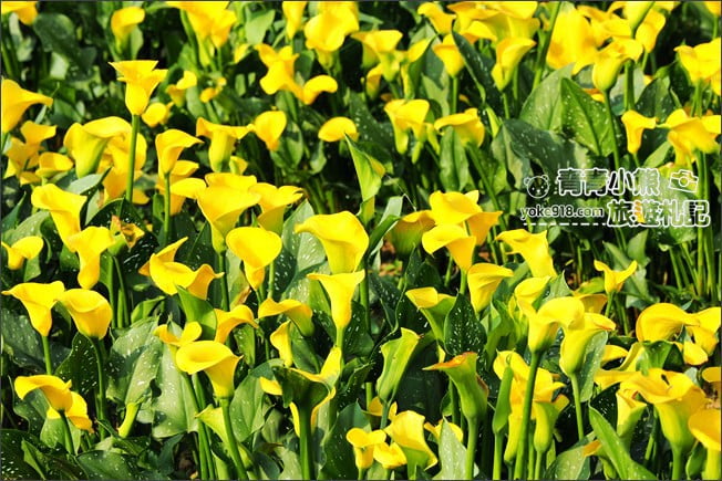 桃園景點》桃園彩色海芋盛開中~夢幻海芋花田散步去 @青青小熊＊旅遊札記