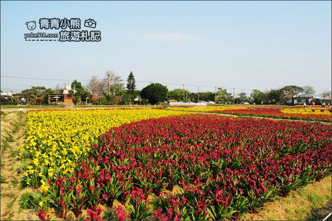 桃園景點》桃園彩色海芋盛開中~夢幻海芋花田散步去 @青青小熊＊旅遊札記