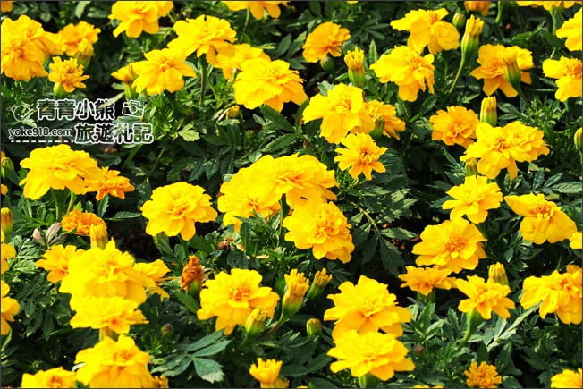 桃園景點》桃園彩色海芋盛開中~夢幻海芋花田散步去 @青青小熊＊旅遊札記