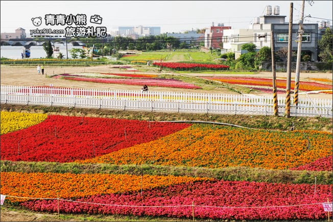 桃園景點》桃園彩色海芋盛開中~夢幻海芋花田散步去 @青青小熊＊旅遊札記