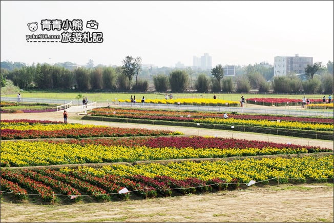 桃園景點》桃園彩色海芋盛開中~夢幻海芋花田散步去 @青青小熊＊旅遊札記