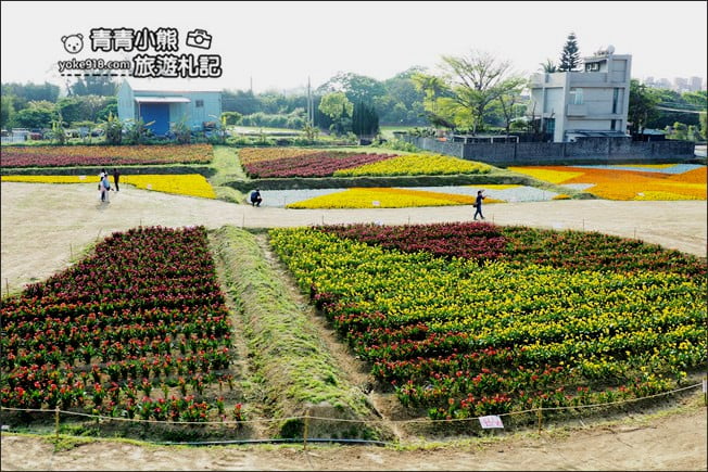 桃園景點》桃園彩色海芋盛開中~夢幻海芋花田散步去 @青青小熊＊旅遊札記