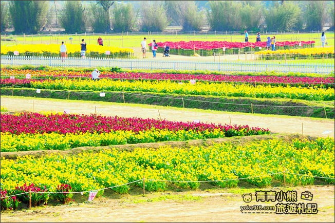 桃園景點》桃園彩色海芋盛開中~夢幻海芋花田散步去 @青青小熊＊旅遊札記