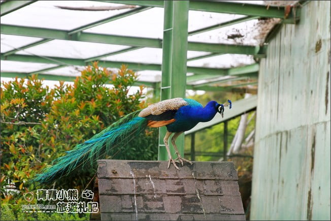 苗栗景點》品園．7000坪豪宅日式庭園~免費參觀散步去 @青青小熊＊旅遊札記