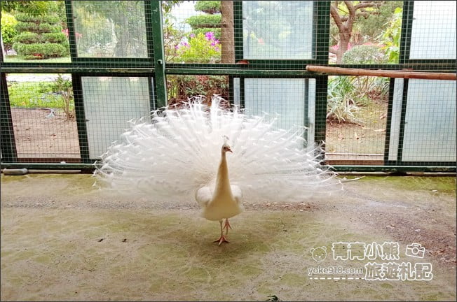 苗栗景點》品園．7000坪豪宅日式庭園~免費參觀散步去 @青青小熊＊旅遊札記