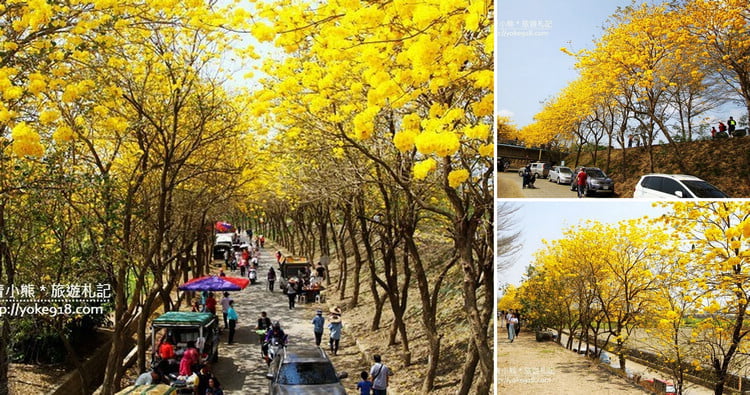 嘉義新港景點》朴子溪防汛道路．滿滿的黃金風鈴木~一起賞花去 @青青小熊＊旅遊札記