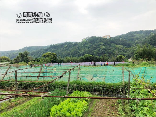 新北景點》林口賞花秘境紫雲農場．隱藏在農場的紫色鳶尾花海 @青青小熊＊旅遊札記