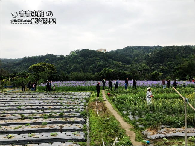 新北景點》林口賞花秘境紫雲農場.隱藏在農場的紫色鳶尾花海 @青青小熊*旅遊札記 新北景點》林口賞花秘境紫雲農場.隱藏在農場的紫色鳶尾花海 @青青小熊*旅遊札記
