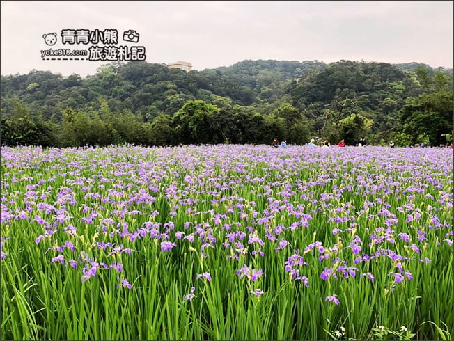 新北景點》林口賞花秘境紫雲農場.隱藏在農場的紫色鳶尾花海 @青青小熊*旅遊札記 新北景點》林口賞花秘境紫雲農場.隱藏在農場的紫色鳶尾花海 @青青小熊*旅遊札記
