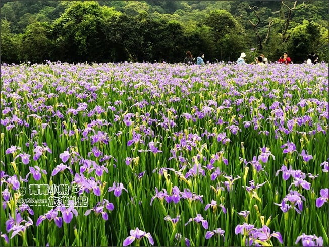 新北景點》林口賞花秘境紫雲農場.隱藏在農場的紫色鳶尾花海 @青青小熊*旅遊札記 新北景點》林口賞花秘境紫雲農場.隱藏在農場的紫色鳶尾花海 @青青小熊*旅遊札記