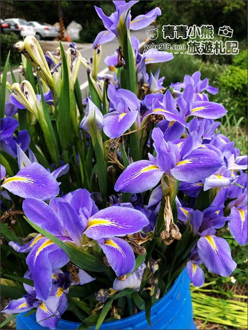 新北景點》林口賞花秘境紫雲農場.隱藏在農場的紫色鳶尾花海 @青青小熊*旅遊札記 新北景點》林口賞花秘境紫雲農場.隱藏在農場的紫色鳶尾花海 @青青小熊*旅遊札記